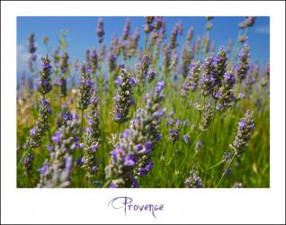 Lavande de Provence III