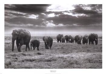 Amboseli Elephants | Obraz na stenu