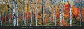 Birch Forest, French Alps | Obraz na stenu