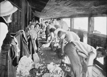 Sheep Shearing Shed, Queensland, c.1900, from 'Under the Southern Cross - Glimpses of Australia', published in 1908 (b/w photo) | Obraz na stenu