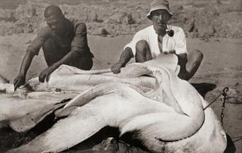 Frederick Albert Mitchell-Hedges, aka Mike Hedges, 1882 - 1959. English adventurer, traveler, and writer. Seen here in the 1920's with a gigantic shovel nose shark which he caught off Panama Bay. From Heroes of Modern Adventure, published 1927 | Obraz na stenu