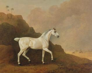 A Grey Arab Stallion in a Desert Landscape (oil on canvas) | Obraz na stenu