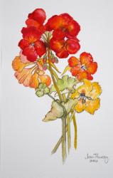 Geranium and Nasturtiums,2014,watercolour | Obraz na stenu