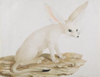 Fennec No. 3 Original of illustration in " Travels through Abyssinia" (w/c & ink on paper) | Obraz na stenu