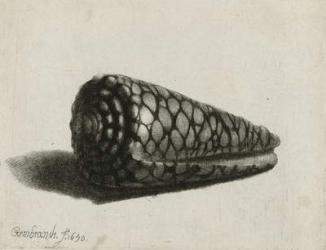 The Shell (Conus marmoreus), 1650 (etching) | Obraz na stenu