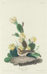 Bay-winged Bunting, 1830 (coloured engraving) | Obraz na stenu