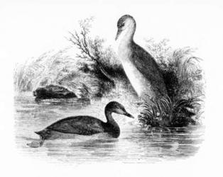The Little Grebe, or Dabchick, illustration from 'A History of British Birds' by William Yarrell, first published 1843 (woodcut) | Obraz na stenu
