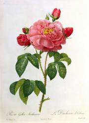 Rosa Gallica Aurelianensis, engraved by Eustache Hyacinthe Langlois (1777-1837) (coloured engraving) | Obraz na stenu