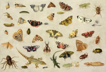 A Study of insects (oil on copper) | Obraz na stenu