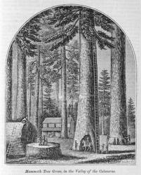 Mammoth tree grove in the Valley of the Calaveras, from 'Our Whole Country: The Past and Present, Historical and Descriptive', by John Warner Barber and Henry Hare, 1861 (engraving) | Obraz na stenu