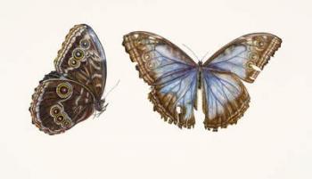 Blue Morpho Butterfly, 2013 (w/c on paper) | Obraz na stenu