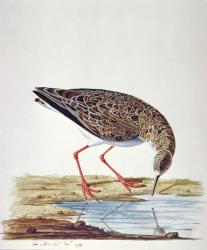 Curlew Sandpiper | Obraz na stenu