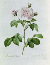 Claude-Antoine Thory "Les roses". Illustration : rosa alba regalis (colour lithograph) | Obraz na stenu