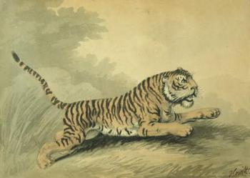 A Tigress leaping to the right, 1807 (w/c on paper) | Obraz na stenu