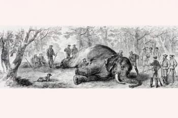 Elephant hunting in Africa in the 1860's. From L'Univers Illustre published in Paris in 1868. | Obraz na stenu