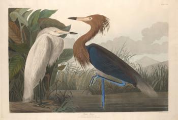 Purple Heron, 1835 (coloured engraving) | Obraz na stenu