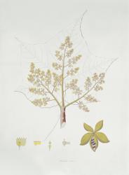 Sterculia Urens (colour engraving) | Obraz na stenu