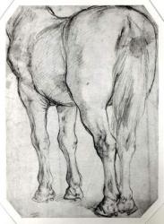 Horse's Rear (pencil on paper) (b/w photo) | Obraz na stenu