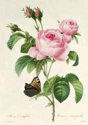 Rosa Centifolia | Obraz na stenu