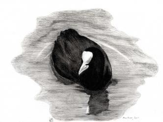 Coot of London, 2013 (charcoal on paper) | Obraz na stenu