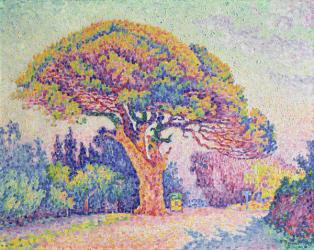 The Pine Tree at St. Tropez, 1909 (oil on canvas) | Obraz na stenu