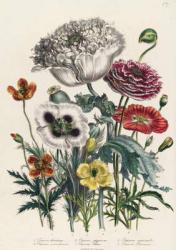 Poppies, plate 4 from 'The Ladies' Flower Garden', published 1842 (colour litho) | Obraz na stenu