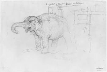 Album of the Siege of Paris, Elephant (pen & brown ink wash & pencil on paper) | Obraz na stenu