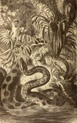 Anaconda looking for prey, from 'La Vida de los Animales', published in Spain c.1885 (litho) | Obraz na stenu