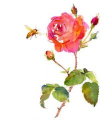Rose with bee, 2014, (watercolor) | Obraz na stenu