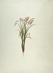 Unidentified Plant with Flowers (w/c over graphite on paper) | Obraz na stenu