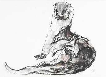 Lutra lutra (charcoal & conte on paper) | Obraz na stenu