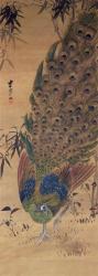 Peacock and bamboo (ink and colours on silk) | Obraz na stenu