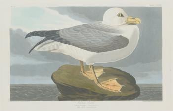 Fulmer Petrel, 1835 (coloured engraving) | Obraz na stenu