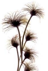 Clematis Buds, 2010, (digital photogram, digital original print) | Obraz na stenu