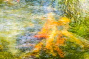 Koi Pond Photo Impressionism, 2016, (photograph) | Obraz na stenu