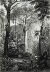 Scene in a Brazilian Forest engraved by J.Bishop (engraving) (b/w photo) | Obraz na stenu