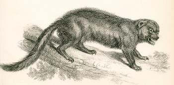 The wolverine aka glutton, carcajou, skunk bear or quickhatch, Gulo gulo. From The National Encyclopaedia, published c.1890. | Obraz na stenu