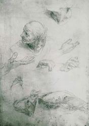 Studies for the Figure of Bramante (1444-1515) (pencil on paper) (b/w photo) | Obraz na stenu