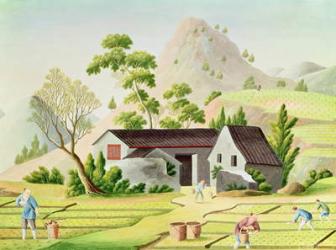 Peasants in the Paddy Fields (coloured engraving) | Obraz na stenu
