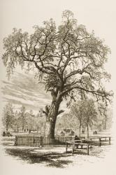 Liberty Tree, Boston Common, in c.1870, from 'American Pictures' published by the Religious Tract Society, 1876 (engraving) | Obraz na stenu