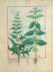 Ms Fr. Fv VI #1 fol.156r Urticaceae (Nettle Family) Illustration from the 'Book of Simple Medicines' by Mattheaus Platearius (d.c.1161) c.1470 (vellum) | Obraz na stenu