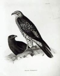 Birds of Prey, plate 2 from 'The Zoology of the Voyage of H.M.S Beagle, 1832-36' by Charles Darwin (litho) (b/w photo) | Obraz na stenu