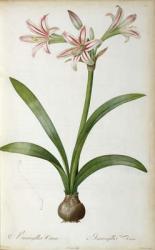 Amaryllis Vittata, from `Les Liliacees' by Pierre Redoute, 8 volumes, published 1805-16, (coloured engraving) | Obraz na stenu