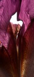 Iris Shrine Purple, 2011, (digital photogram, digital original print) | Obraz na stenu
