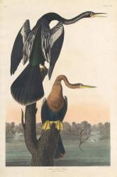 Black-bellied Darter, 1836 (coloured engraving) | Obraz na stenu