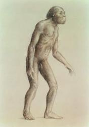 Australopithecus Africanus (pencil on paper) | Obraz na stenu