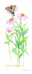 Echinacea Purpurea, 2001, (watercolor on watercolor paper) | Obraz na stenu