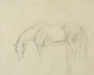 A horse grazing (graphite on paper) | Obraz na stenu