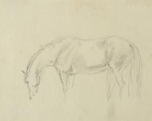 A horse grazing (graphite on paper) | Obraz na stenu