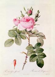 Rosa Bifera Officinalis, from 'Les Roses' by Claude Antoine Thory (1757-1827) engraved by Eustache Hyacinthe Langlois (1777-1837) (coloured engraving) | Obraz na stenu